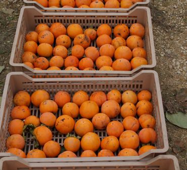 PERSIMMON-DAY <br> 2016
