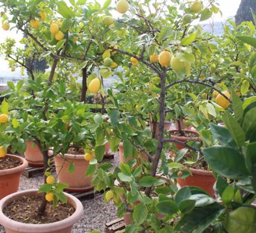 THE LEMON TREES MOVED FROM THE DRYING LOFT TO THE VILLA SPINOSA