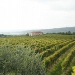 GUIDED TOURS IN THE VINEYARDS