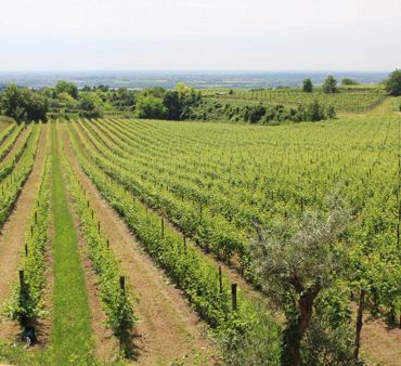 Valpolicella Grand Tour: the tour of a wine in a tour