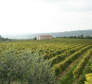 A taste of Valpolicella: <br> wines at 0 km