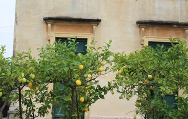 Lemon tree at Villa Spinosa