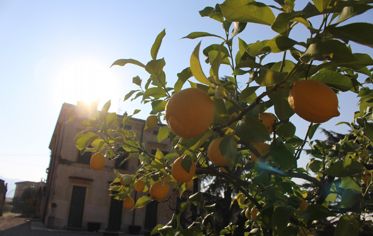 Lemon tree at Villa Spinosa
